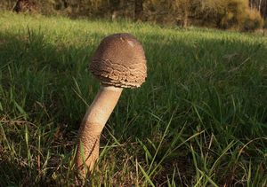 Bedla vysoká - Macrolepiota procera (Scop.) Singer 1948