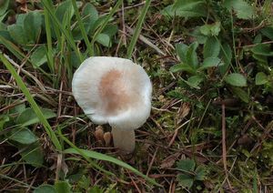 Šťavnatka Quéletova - Hygrophorus queletii Bres.