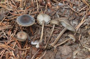 Helmovka obecná - Mycena vulgaris (Pers.) P. Kumm. 1871