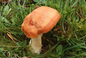 Voskovka luční - Hygrocybe pratensis