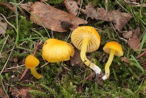 Voskovka vosková - Hygrocybe ceracea