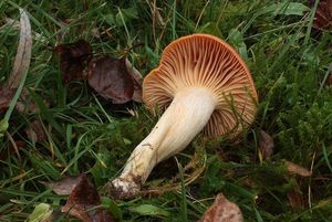 Voskovka luční - Hygrocybe pratensis