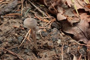 Helmovka obecná - Mycena vulgaris (Pers.) P. Kumm. 1871