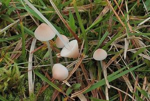 Helmovka kuželovitá - Mycena metata (Secr. ex Fr.) P. Kumm. 1871