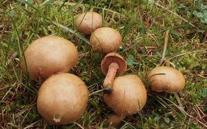Hřib peprný - Chalciporus piperatus (Bull.) Bataille 1908