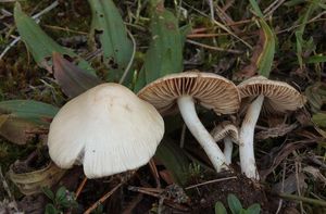 Vláknice zemní - Inocybe geophylla (Bull.: Fr.) P.Kumm.