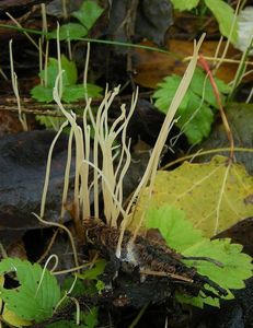 Kyj niťovitý - Macrotyphula juncea (Fr.) Berthier