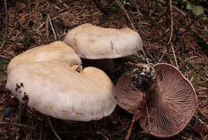 Pavučinec kafrový - Cortinarius (Sericeocybe) camphoratus (Fr.) F