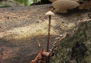 Špička cibulová - Marasmius alliaceus ( Jacq. ) Fr.