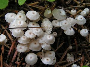 Špička Wettsteinova - Marasmius wettsteinii Sacc. et P. Syd.