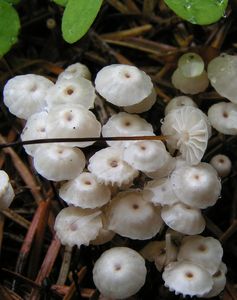 Špička Wettsteinova - Marasmius wettsteinii Sacc. et P. Syd.