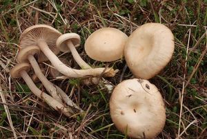 Strmělka vonná - Clitocybe fragrans (With.) P. Kumm. 1871