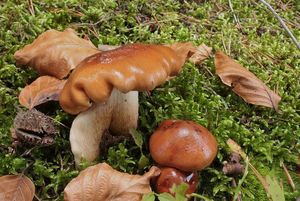 Čirůvka opálená - Tricholoma ustaloides