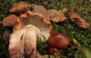 Čirůvka opálená - Tricholoma ustaloides