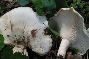 Běločechratka obrovská - Leucopaxillus giganteus (Sowerby) Singer 1939