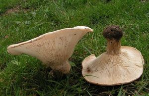 Běločechratka obrovská - Leucopaxillus giganteus (Sowerby) Singer 1939