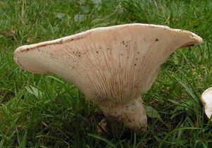 Běločechratka obrovská - Leucopaxillus giganteus (Sowerby) Singer 1939