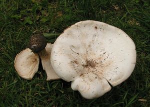 Běločechratka obrovská - Leucopaxillus giganteus (Sibth.) Singer