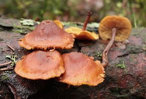 Šupinovka poprášená - Gymnopilus picreus (Fr.) P.Karst.