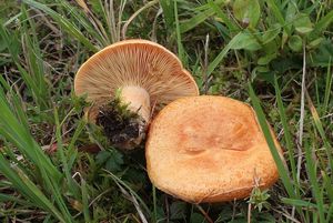 Ryzec modřínový - Lactarius porninsis Rolland 1889