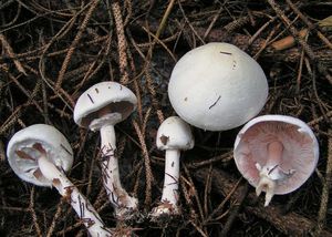 Pečárka hlíznatá - Agaricus sylvicola (Vittad.) Peck 1872