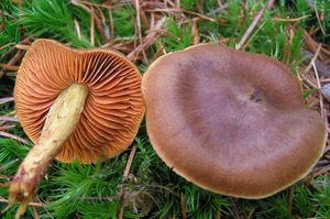 Pavučinec oranžovolupenný - Cortinarius malicorius FR.