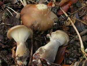 Strmělka kyjonohá - Clitocybe clavipes (Pers.) P.Kumm.