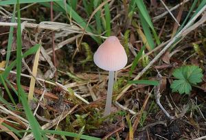 Helmovka kuželovitá - Mycena metata (Secr. ex Fr.) P. Kumm. 1871