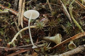 Helmovka deskovitá - Mycena stylobates (Pers.) P. Kumm. 1871