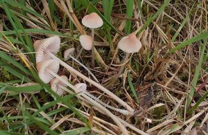 Helmovka kuželovitá - Mycena metata (Secr. ex Fr.) P. Kumm. 1871