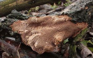 Ohňovec tečkovaný - Fomitiporia punctata (P. Karst.) Murrill 1947