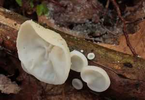 Boltcovitka ucho Jidášovo - Auricularia auricula-judae (Bull.) Quél. 1886