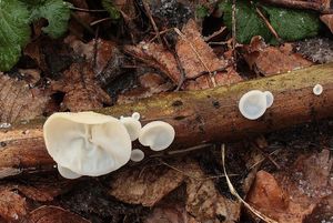 Boltcovitka ucho Jidášovo - Auricularia auricula-judae (Bull.) Quél. 1886
