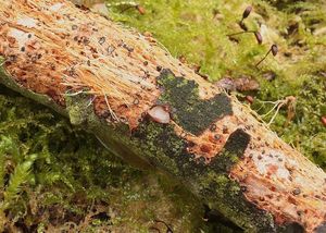 Puchýřovka terčovitá - Platygloea disciformis (Fr.) Neuhoff