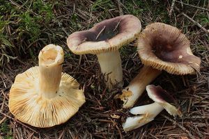 Holubinka dívčí - Russula puellaris Fr. 1838