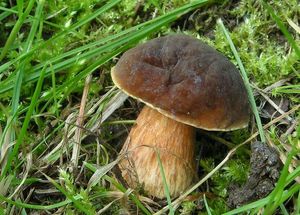 Hřib parkový - Hortiboletus bubalinus (Oolbekk. & Duin) L. Albert & Dima 2015