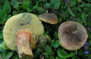 Hřib parkový - Hortiboletus bubalinus (Oolbekk. & Duin) L. Albert & Dima 2015