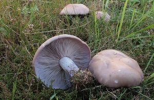 Čirůvka fialová - Lepista nuda (Bull.) Cooke 1871