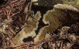 Popraška tenká - Coniophora arida (Fr.) P. Karst.