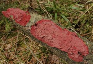 Klikni pro velký obrázek