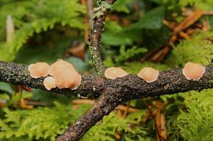 Rosolovka parazitická - Tremella simplex