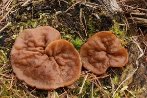 Klikni pro velký obrázek