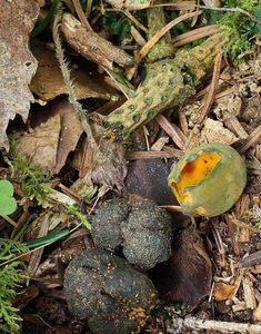 Klikni pro velký obrázek