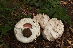 Pečárka Bernardova - Agaricus bernardii