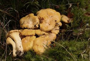 Liška obecná - Cantharellus cibarius Fr. 1821