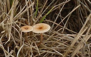 Špička drsná - Crinipellis scabella (Alb.&Schwein.) Murrill