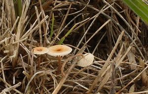 Špička drsná - Crinipellis scabella (Alb.&Schwein.) Murrill