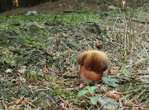 Klikni pro velký obrázek