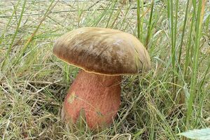 Klikni pro velký obrázek