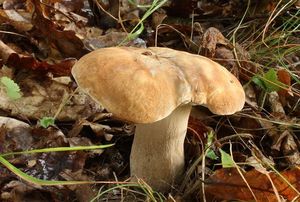 Hřib dubový - Boletus reticulatus Schaeff. 1774